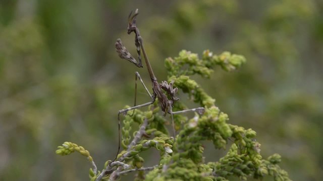 empusa pennata