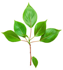 Branch with green leaves isolated on white