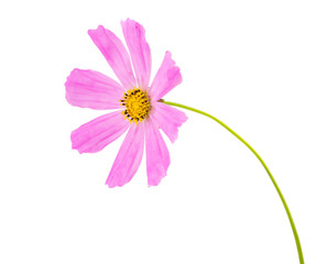 Pink Cosmea Rose. Beautiful Cosmos Flower