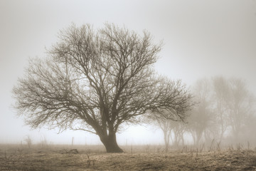 Great old tree backlit in fog