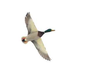 A flying mallard duck