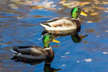 Fototapeta premium ducks in autumn