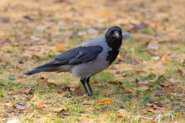 black crow