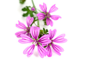 Fototapeta na wymiar wild violet flowers