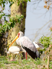 african pelican on nest