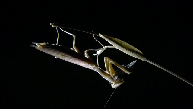 mantis religiosa en la noche