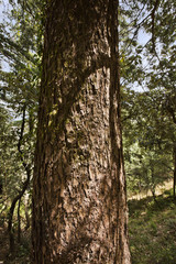 Obraz premium Close-up of a tree in a forest, Shimla, Himachal Pradesh, India