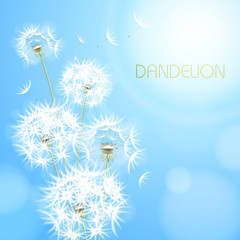 Abstract background with  flower dandelion