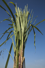Close-up of a bundle of sugar canes, Pushkar, Ajmer, Rajasthan, India
