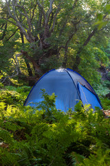 Blue tent in the forest