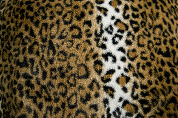 Beautiful leopard print fur / fabric
