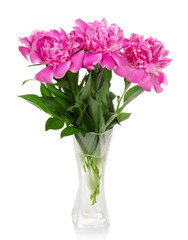 Three big pink peonies in the glass vase
