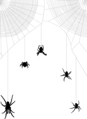 five black spiders in web on white