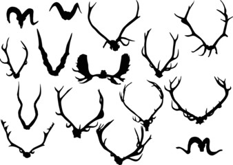 collection of fifteen antler and horns