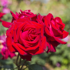 Close-up of Rose flowers, Ravello, Amalfi Coast, Salerno, Campania, Italy