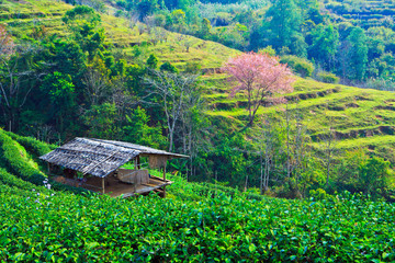 Cherry blossom or sakura and small hut