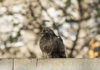 Pidgeon standing on the wall with an interestingly blurred backg
