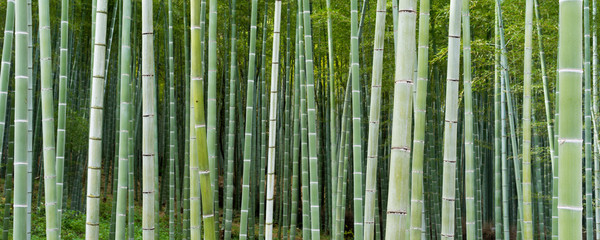 Bambuseae