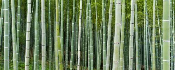 Gardinen Bambuseae © eyetronic