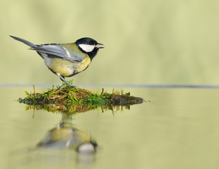 Great tit in water.