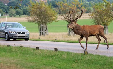 car deer stag crossing road infront of car at bushy park uk stock, photo, photograph, image, picture