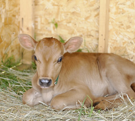 Calf in Hiram House Camp farmstead barn.