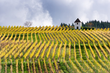 Fototapeta premium Rows of Vineyard