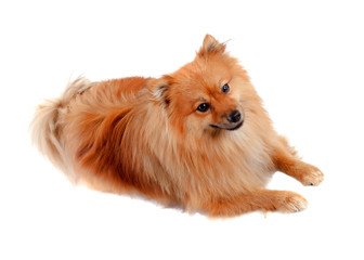 Obraz premium Beautiful Pomeranian dog
