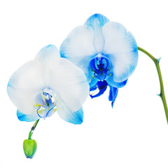 Real blue orchid arrangement centerpiece isolated on white backg