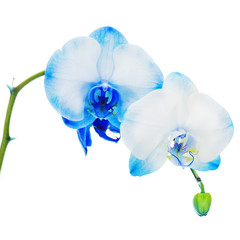 Naklejka na ściany i meble Prawdziwe centralny układ orchidea niebieski samodzielnie na białym backg