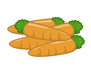 Carrot vector isolated