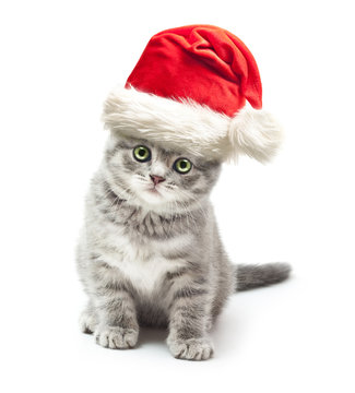 Kitten in Santa Claus xmas red hat on white background.