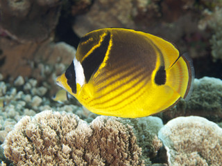 Fototapeta na wymiar Szop butterflyfish