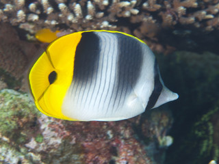 Fototapeta na wymiar Siodło dwukrotnie Pacyfiku butterflyfish