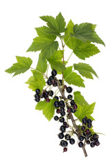 Black wild forest berries