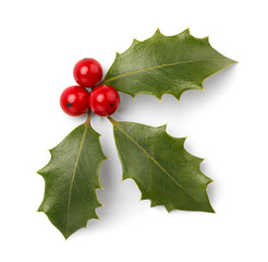 Christmas Holly