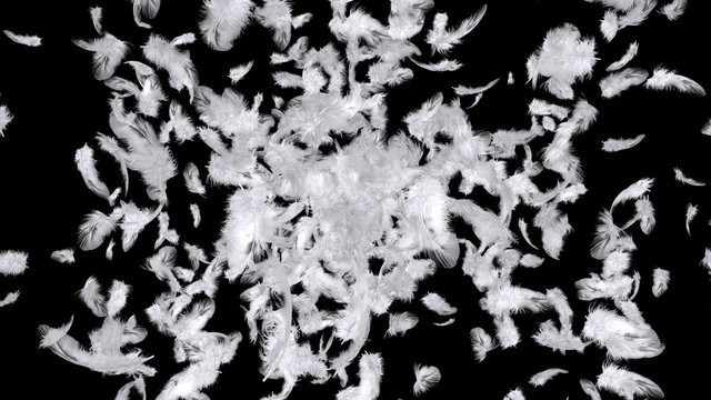 Explosion of feathers