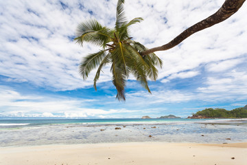 cocotier penché sur plage des Seychelles