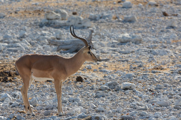Impala antelope