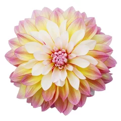 Peel and stick wall murals Dahlia Multi-coloured dahlia isolated on white background