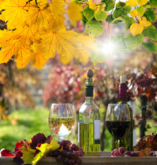 Weinprobe im Weingarten / goldener Herbst :)