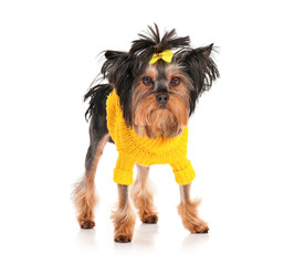 Yorkshire terrier