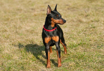 Miniature Pinscher