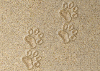Four tracks of cat in the sand