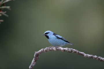 Obraz premium Blue dacnis, Dacnis cayana