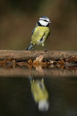 Blue tit, Parus caeruleus