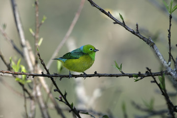 Blue-naped chloraphonia, Chlorophonia cyanea