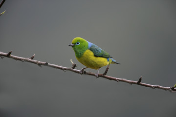 Naklejka premium Blue-naped chloraphonia, Chlorophonia cyanea