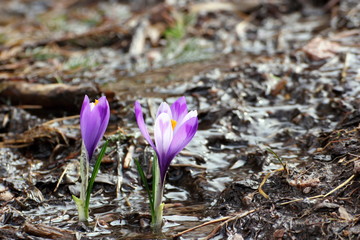 crocus sativus growing in small water
