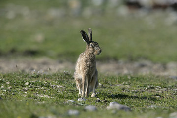 Naklejka premium Brown hare, Lepus europaeus